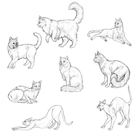 COMMENT DESSINER DES CHATS