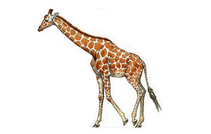 Comment dessiner des girafes.