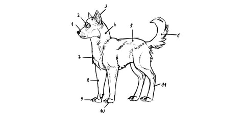 COMMENT DESSINER DES LOUPS