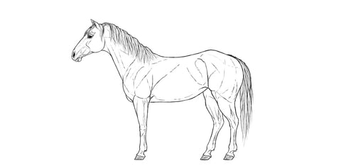 Comment dessiner un cheval étape par étape