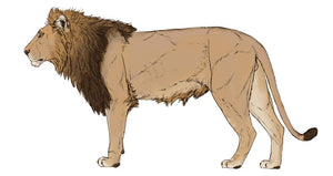 Comment dessiner un lion - Un tutoriel de dessin de lion amusant et féroce