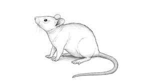 Comment dessiner une souris