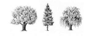 Comment dessiner des arbres
