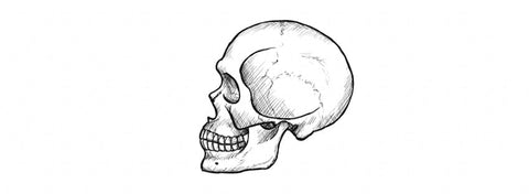 Comment dessiner un crâne de profil, étape par étape