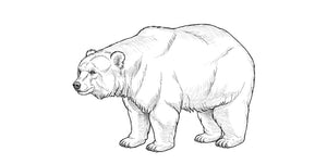 Comment dessiner un ours