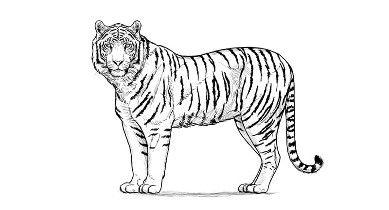 Dessin tigre 3 FACILE - Comment dessiner un tigre FACILEMENT etape