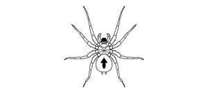 Comment dessiner une araignée, étape par étape