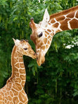 Affiche photo bébé girafe mignon