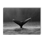 affiche noir et blanc baleine noire