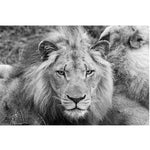 tableau lionne qui rugit en noir et blanc