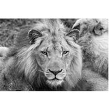 tableau lionne qui rugit en noir et blanc