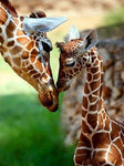 Affiche photo maman et bébé girafes