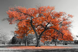 tableau photo noir et blanc arbre rouge