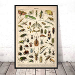 Cadre vintage insecte qui vole