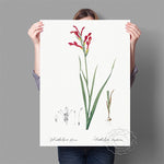 Affiche fond blanc fleur rouge tige fine