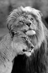 tableau lion 1 pièce Lion et lionne noir et blanc