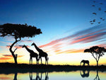 Cadre ombre girafe et éléphant