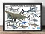 Affiche évolution des requins
