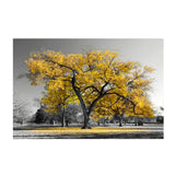 tableau noir et blanc arbre orange