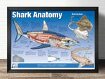 affiche anatomie requin