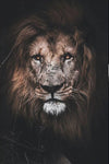tableau tête lion d’Afrique