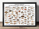 affiche illustration tout les poisson