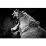 tableau lionne qui rugit en noir et blanc
