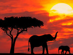Cadre ciel rouge et éléphant