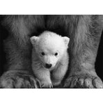 tableau photo noir et blanc bébé ours blanc