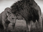tableau lion mâle et femelle