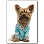 tableau fond blanc chien avec t-shirt