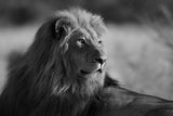 poster lion 1 pièce Coucher noir et blanc 