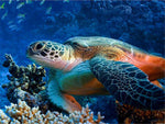 Tableau photo tortue qui nage