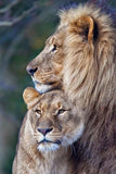tableau câlin couple de lion