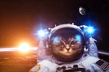 tableau d’un chat astronaute