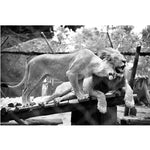 tableau lionne qui rugit en noir et blanc