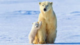 Tableaux ours blanc et bébé