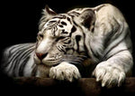 Affiche tigre blanc