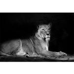 tableau lionne qui rugit en noir et blanc