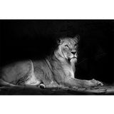 tableau lionne qui rugit en noir et blanc