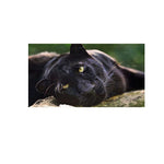 tableau lion calme