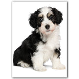 tableau chiot sur fond blanc