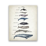 Whales Size Comparison Chart Print Whale Watercolor Painting