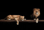 poster lion 1 pièce Lion et lionne coucher