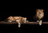 tableau nature lion et lionne