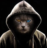 tableau chat yeux bleu et orange