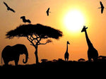 Cadre ombre oiseau girafe et éléphant