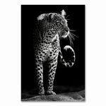 Cadre fond noir léopard majestueux