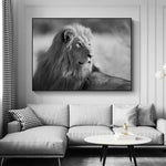 tableau lion 1 pièce Coucher noir et blanc 