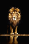 poster lion 1 pièce Roi de la savane